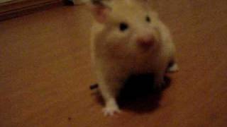 Choco Norris - Heavy Metal Hamsters