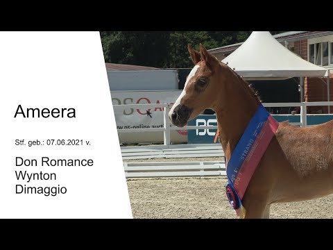 Stf v Don Romance x Wynton x Dimaggio 2021