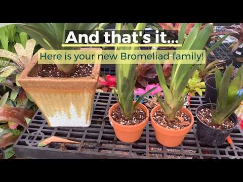 Dividing and Re potting Bromeliads