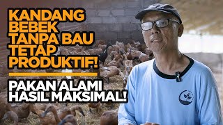 Download lagu Kandang Bebek Tanpa Bau, Telur Melimpah Tiap Hari! Inovasi Petani Sleman yang Inspiratif! mp3