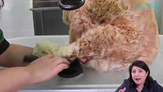 Download lagu [잇츠그룸/ITZGROOM] 옌토 메가핀 슬리커 브러쉬 코카 스파니엘 미용 후기 mp3