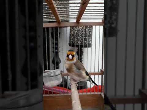 Goldfinch legendary singing 2022