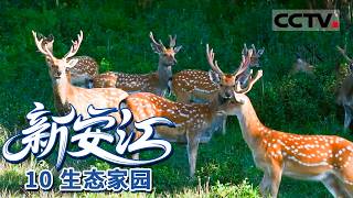 《新安江》10 生态家园：山水间的绿色乐章 勤劳与守护编织的生命赞歌！【CCTV纪录】