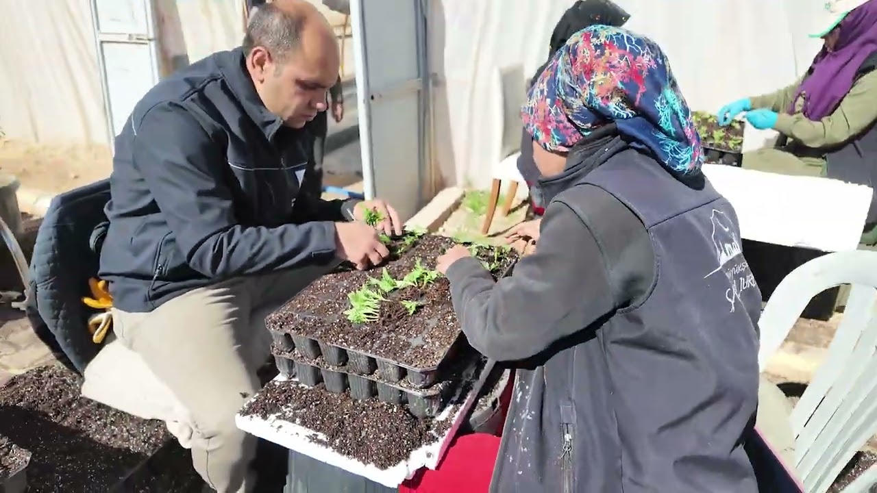 BÜYÜKŞEHİR SERALARINDA 400 BİN YAZLIK ÇİÇEK ÜRETİLİYOR