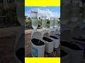 ideas for growing peppers at home#shorts #gardening
