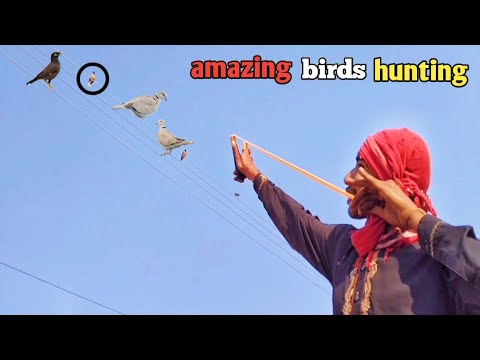 amazing birds hunting with slingshot!
