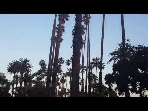 Santa Monica Palms 1