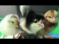 Chicken Tender - Parry Gripp 