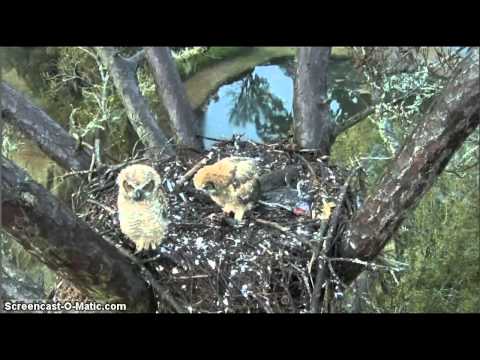 Youngest Owlet Eating Rodent