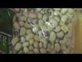 Black Eyed Peas Infested With Bugs