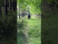 ➡️ Super poney ONCP hongre 4 ans &ndash; mont&eacute;, bon mental