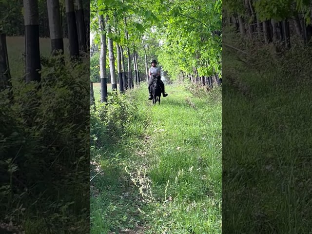 ➡️ Super poney ONCP hongre 4 ans &ndash; mont&eacute;, bon mental