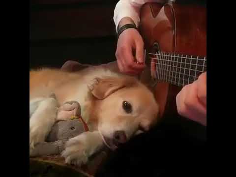 download lagu mp3 mp4 Guitare Animaux, download lagu Guitare Animaux gratis, unduh video klip Guitare Animaux