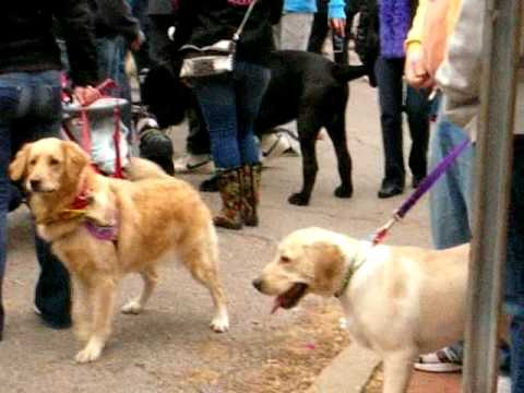 Soulard dog parade with Bob Case and Wild Accusations
