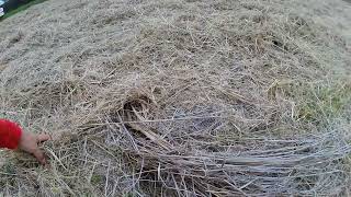 ハンマーナイフモアが無いので、ナイロンコードで裁断してやった！！