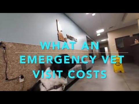 Pet Insurance | What does it cost to go see a Vet