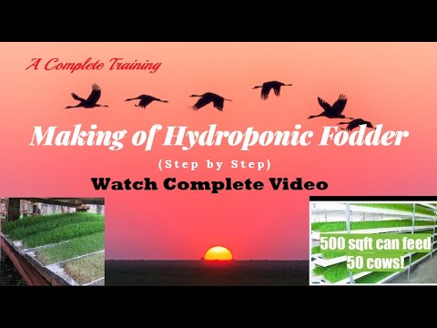 , title : 'Making of Hydroponic Fodder (Complete Tutorial) #animalscience #hydroponicfodder #hydroponicsystems'