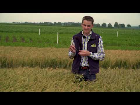 Saaten-Union: Winterfuttergerste BORDEAUX, Vertriebsberater Andreas Kornmann, Standort Moosburg