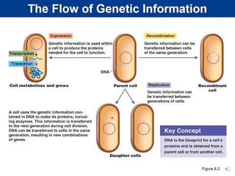 Chapter 8- Microbial Genetics
