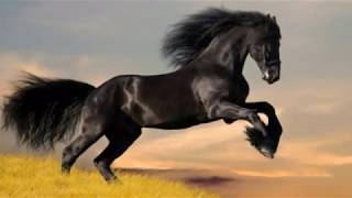 ALL  THE  KING` S   HORSES  -  (Robert Plant)