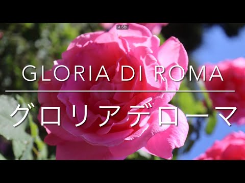 ハイブリッドローズ「グロリア・デイ」 植物