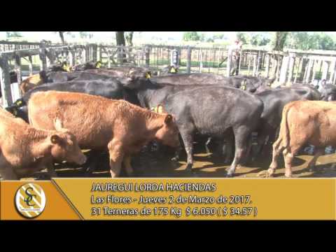 02-03-17 Venta de Hembras - Jauregui Lorda Haciendas - Las Flores.