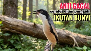 Download lagu SUARA CENDET GACOR ISIAN ALAM || ANTI GAGAL efektif bikin cendet malaspun  langsung ikutan bunyi mp3