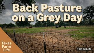 Cows Grazing in the Back Pasture Under a Grey Sky | 80 Min of Texas Farm Life 🐄☁️