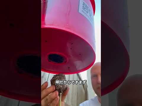 なぜトマトを逆さに植えるのか？🍅🤯