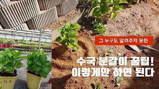 수국 분갈이 및 관리 노하우 대방출!
