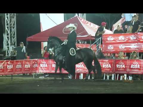 ESTRELLA DE 2M, GRAN CAMPEONA TROCHA Y GALOPE  MARIQUITA TOLIMA GRADO A 2025