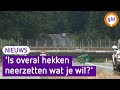 'Plaats hekken om aanrijdingen met wolf te voorkomen'