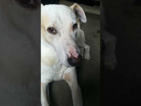 #dog #viralshots (Raheem Qureshi)