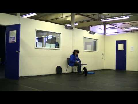 Teaching your Puppy to Sit on a Place Board /Mat or a Station - Positive Gundog Training