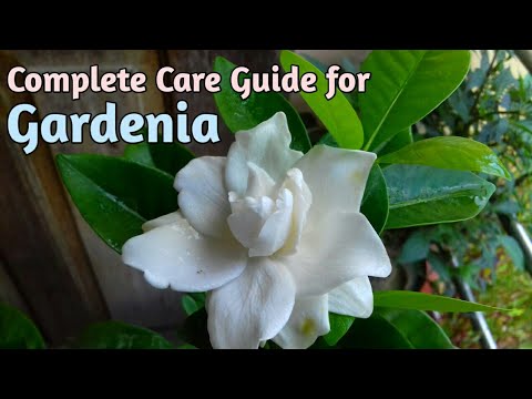 All About Gardenias//How to Grow Gardenia...
