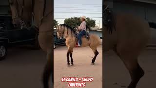 El canelo - grupo laberinto