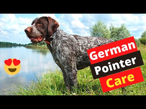 YouTube video about Taking Care of Your German Shorthaired Pointer: A Guide