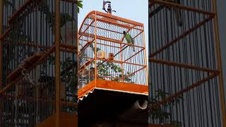 Download lagu Cucak ijo nembak kunti mp3