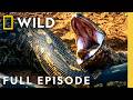 Who Are The Monster Snakes Full Episode Monster Snakes Nat Geo Animals