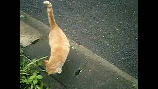 01） 10 06 27夕の ’ステッペンウルフ’