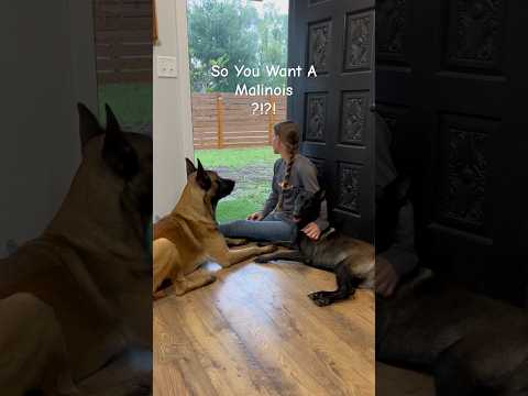 So You Want A Malinois ? It’s Raining #dog #rain #malinois