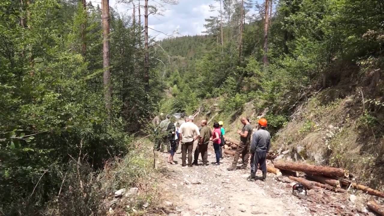 Спешни мерки за борба с корояда предприемат горските в Смолянско