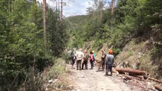 Спешни мерки за борба с корояда предприемат горските в Смолянско