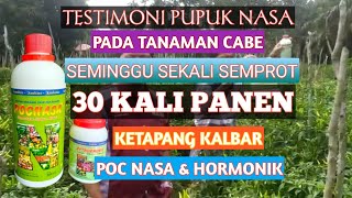 Download lagu Testimoni Poc Nasa Hormonik Pada Cabe Di Ketapang Kalbar - Jual Pupuk Nasa Di Ketapang mp3 Download lagu Testimoni Poc Nasa Hormonik Pada Cabe Di Ketapang Kalbar - Jual Pupuk Nasa Di Ketapang mp3
