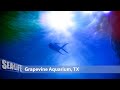 Sea Life Aquarium Grapevine Military Discount
