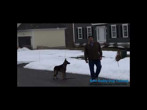 In-home Dog Training Lesson 3