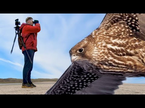 Ho provato a filmare il falco più grande del mondo. Ecco cosa è successo...