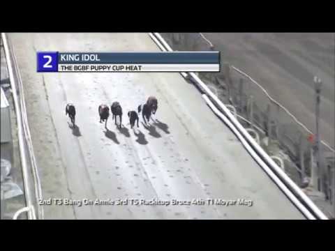 2019 BGBF PUPPY CUP - HEAT 2 - T2 KING  IDOL