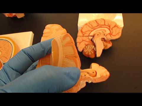 Brain Anatomy, Part 4: White vs. Gray Matter