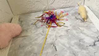 イタリアングレーハウンドの動画01